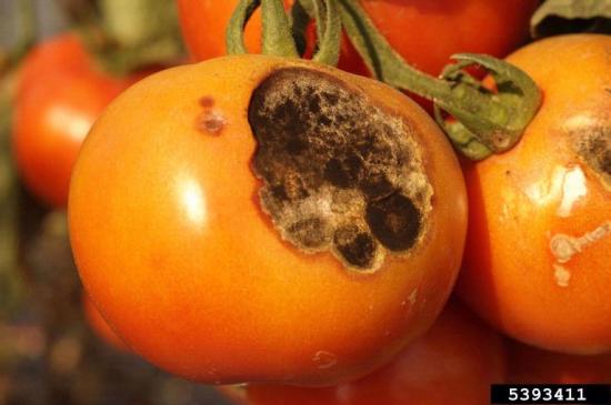 Early blight tomato